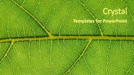  Presentation with green leaf - Cool new PPT layouts with plant cell - texture of a green leaf backdrop and a tawny brown colored foreground