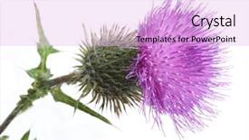  Presentation with thistle - Slides having plant desert - color photo of thistle background and a lavender colored foreground