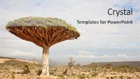  Presentation with tree and roots - PPT layouts consisting of plant desert - dragon tree - dracaena cinnabari background and a light gray colored foreground
