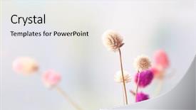  Presentation with pressed and dried flowers - Slide deck consisting of plant design - beautiful dried flowers on bright background and a white colored foreground