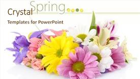  Presentation with white flowers of jasmine - Slide deck enhanced with plant design - beautiful flowers isolated on white background and a cream colored foreground