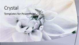  Presentation with blue design - PPT layouts having plant design - flower in blue tone very background and a white colored foreground