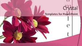  Presentation with chrysanthemum - Beautiful PPT layouts featuring plant design - red chrysanthemum flowers backdrop and a coral colored foreground