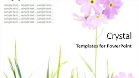  Presentation with summer - Beautiful PPT theme featuring plant design - summer flora backdrop and a white colored foreground