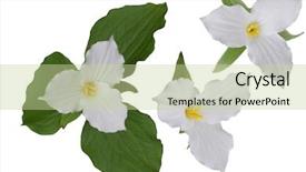  Presentation with 3d isolated t rex head - PPT theme featuring plant design - trillium grandiflorum flower heads isolated background and a mint green colored foreground