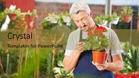  Presentation with cannabis marijuana leaves international - PPT layouts enhanced with plant diseases - gardener checking leaves of begonia background and a gold colored foreground