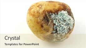  Presentation with potato - PPT layouts enhanced with plant diseases - infected potato with mold background and a lemonade colored foreground