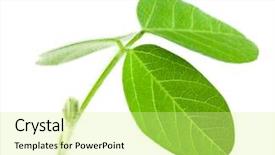  Presentation with capsules pills pill doctor prescription - Audience pleasing presentation design consisting of plant diseases - pills backdrop and a blonde colored foreground