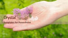  Presentation with homeopathic - PPT theme consisting of christmas three caps from santa claus on white bright background background and a sky blue colored foreground