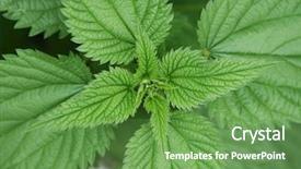  Presentation with nettle - Presentation theme enhanced with plant diseases cure - stinging nettle close up background and a tawny brown colored foreground