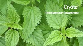  Presentation with nettle - Colorful PPT theme enhanced with plant diseases cure - stinging nettle backdrop and a tawny brown colored foreground