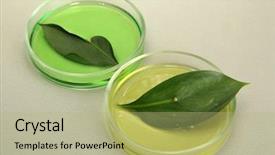  Presentation with genetically - Cool new presentation with plant dna - genetically modified leaves tested backdrop and a mint green colored foreground