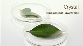  Presentation with genetically - Presentation design having plant dna - genetically modified leaves tested background and a cream colored foreground