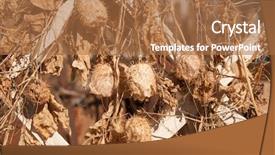  Presentation with vine - Amazing slide deck having plant echinocystis lobular or prick backdrop and a coral colored foreground