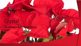  Presentation with christmas play - Theme consisting of plant for decorating in christmas background and a red colored foreground