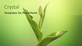  Presentation with seedling - Cool new slide set with plant growing seedling in soil isolated on green background backdrop and a blonde colored foreground