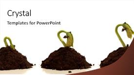  Presentation with sprout - Presentation theme having plant growth - bean sprout growing time lapse background and a white colored foreground