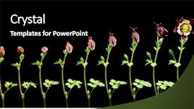  Presentation with plant growth - Audience pleasing presentation consisting of plant growth - columbine flower time-lapse backdrop and a black colored foreground