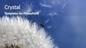 Presentation with dandelion - Audience pleasing PPT layouts consisting of plant growth - dandelion with seeds blowing away backdrop and a ocean colored foreground
