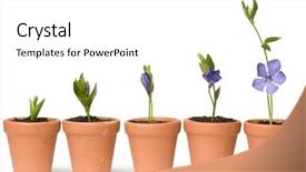 Presentation with development - Colorful presentation theme enhanced with plant growth - flower development backdrop and a white colored foreground