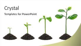  Presentation with plant growth - Slide set having plant growth - four small tree isolated background and a white colored foreground