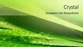  Presentation with water leaf - Theme with plant growth - grass leaf with water drops background and a soft green colored foreground