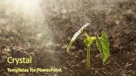  Presentation with seedling - Audience pleasing slides consisting of plant growth - green seedling growing backdrop and a tawny brown colored foreground