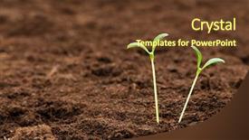 Presentation with seedling - Beautiful presentation featuring plant growth - green seedling illustrating concept backdrop and a tawny brown colored foreground