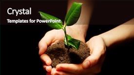  Presentation with black wedding holding hands - PPT layouts with plant growth - hands holding sapling in soil background and a wine colored foreground