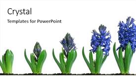  Presentation with blue flower - Audience pleasing presentation theme consisting of plant growth - progressive images of a blue backdrop and a white colored foreground
