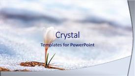  Presentation with spring - Audience pleasing slides consisting of plant growth - spring flower crocus close up backdrop and a lemonade colored foreground