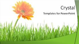  Presentation with plant growth - Presentation theme featuring plant growth - spring flowers with fresh grass background and a white colored foreground