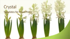  Presentation with plant growth - PPT theme having plant growth - time lapse series of white background and a cream colored foreground