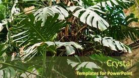  Presentation with plant growth - PPT theme with plant-growth-in-the-garden background and a tawny brown colored foreground