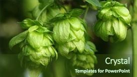  Presentation with hops - PPT theme with plant hops close-up background and a tawny brown colored foreground