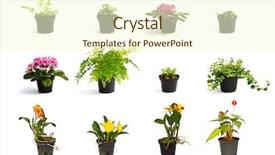  Presentation with black pepper plant - Presentation theme enhanced with plant in a black pot background and a cream colored foreground