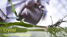  Presentation with scientist - PPT layouts enhanced with green chemistry liquid - plant in a test tube background and a tawny brown colored foreground