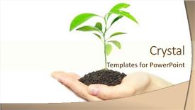  Presentation with hands planting a cabbage seedling - Presentation theme consisting of plant in female hands isolated background and a cream colored foreground