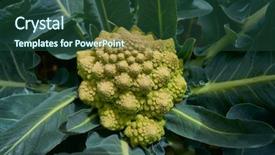  Presentation with cauliflower - Slide set featuring plant in organic orchard homestead background and a ocean colored foreground