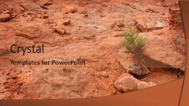  Presentation with heat - Presentation theme having plant in the hot desert background and a coral colored foreground