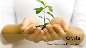  Presentation with plant - Theme featuring plant in woman hands background and a yellow colored foreground