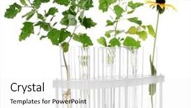  Presentation with test tubes - Theme having plant isolated on white background background and a white colored foreground