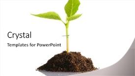  Presentation with plant - Presentation theme consisting of tree seedling - plant isolated on white background background and a white colored foreground