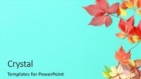  Presentation with autumn blue - Presentation enhanced with plant layout - autumn composition frame made background and a arctic colored foreground