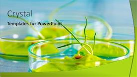  Presentation with petri dish - Amazing PPT theme having plant-leaf-in-petri-dish backdrop and a light blue colored foreground