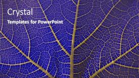  Presentation with plant - Presentation theme featuring plant-leaf-texture-in-ultraviolet background and a violet colored foreground