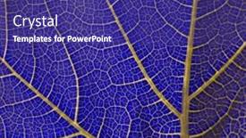  Presentation with plant - Presentation design having plant-leaf-texture-in-ultraviolet background and a violet colored foreground