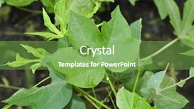  Presentation with plant cotton - Cool new theme with plant leaves infected by pest backdrop and a seafoam green colored foreground