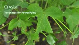 Presentation with plant cotton - Theme featuring plant leaves infected by pest background and a forest green colored foreground