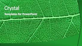  Presentation with green leaf - Slides consisting of plant life - green leaf texture macro view background and a  colored foreground